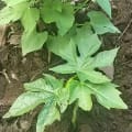 Papaya