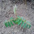 Tefrosia