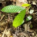 Cacao