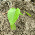 Albero Dinamite
