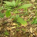 ilmioprimoalberoafricano