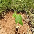 Ent