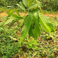 Cacaotier