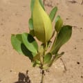 Asiatische Mangrove