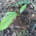 Cacao