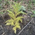 Grevillea