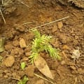 Grevillea