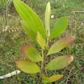 Acacia Mangium
