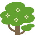 East African olive