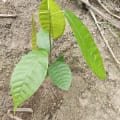 Cacao