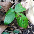 Cacao