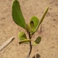 Mangrovia Gialla