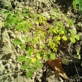 Moringa