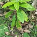 Cacao
