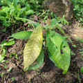 Cacao