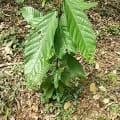 Cacao