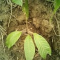 Cacao