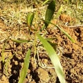 Acacia Mangium