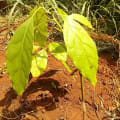 Aguacate