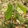 Cacao