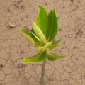 Asiatic Mangrove