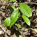 Cacao