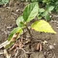 Sycomore fig