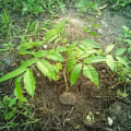 Spanish Cedar