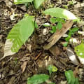 Cacao