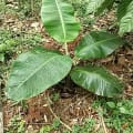 banane de rub