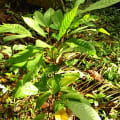 Cacao