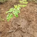 Moringa