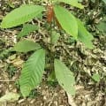 Cacao