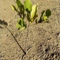Mangrove Blanche