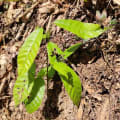 Cacao