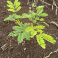 Leucena