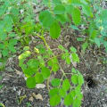Moringa