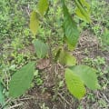 Il Cacao della Ricerca