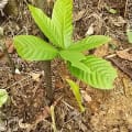 Cacao