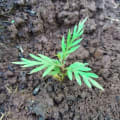 Grevillea