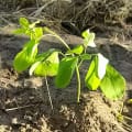 Moringa