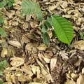 Cacao