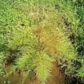 Grevillea
