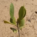 Mangrove jaune