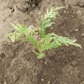 Grevillea