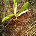 Acacia Mangium