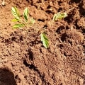 Calliandra