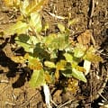 Cork Oak