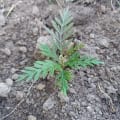 Grevillea II