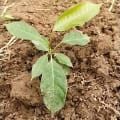 African Mahogany